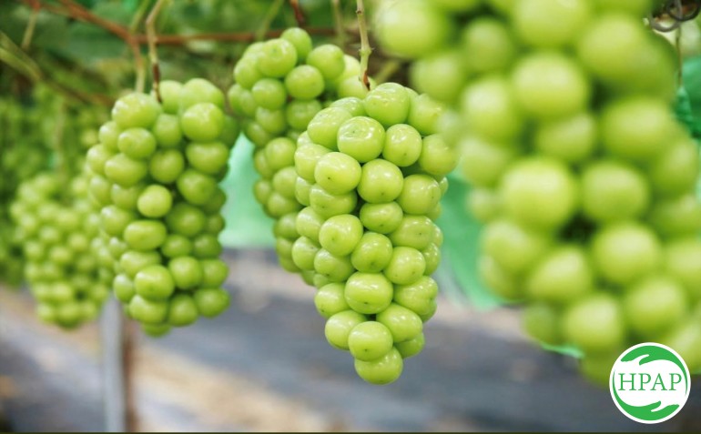 101-htx-nong-nghiep-cong-nghe-cao-va-huu-co-phu-dien-14.jpg