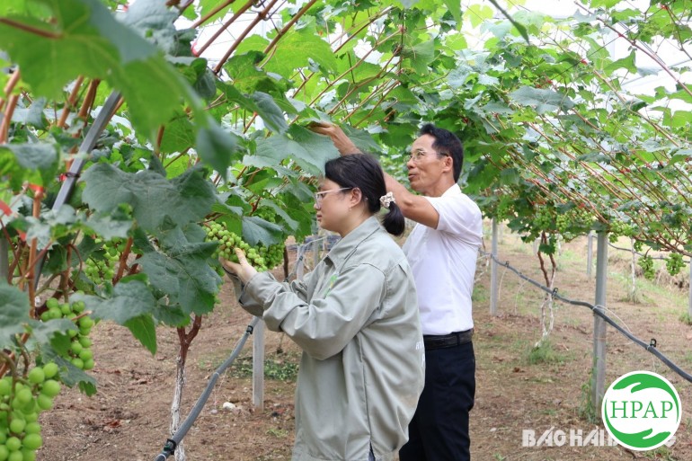 101-htx-nong-nghiep-cong-nghe-cao-va-huu-co-phu-dien-8.jpg