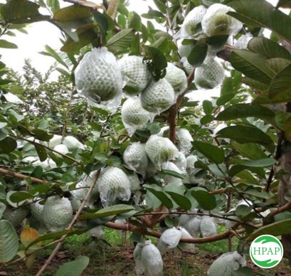 134-hop-tac-xa-nong-nghiep-sach-nam-vu-3.jpg