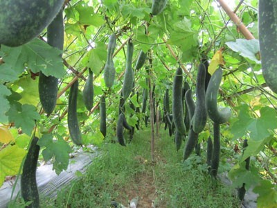 19-hop-tac-xa-dich-vu-chan-nuoi-thai-son-13.jpg