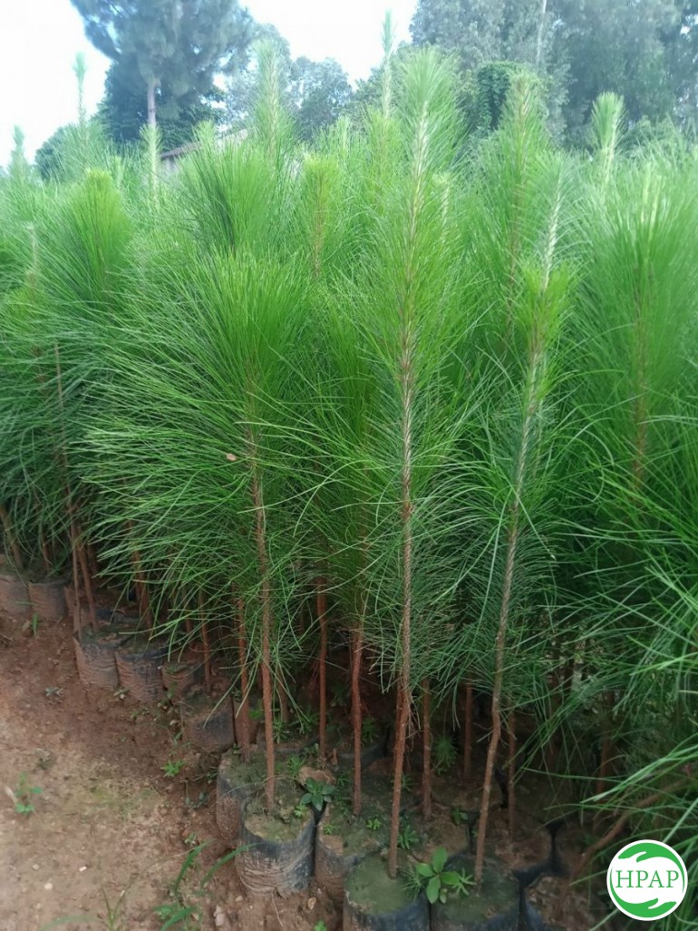 4-ho-kd-nguyen-thi-tinh-1.jpg