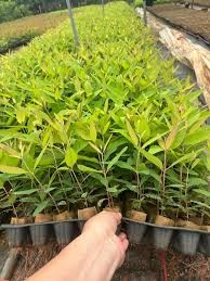 4-ho-kd-nguyen-thi-tinh-10.jpg