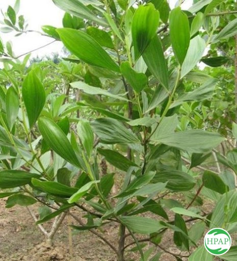 4-ho-kd-nguyen-thi-tinh-14.jpg