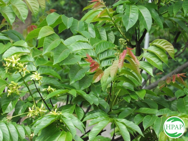 4-ho-kd-nguyen-thi-tinh-4.jpg