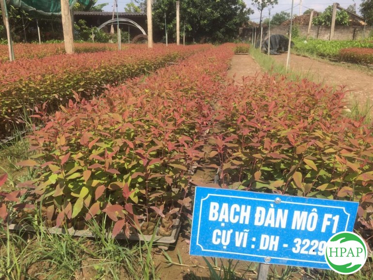 4-ho-kd-nguyen-thi-tinh-8.jpg