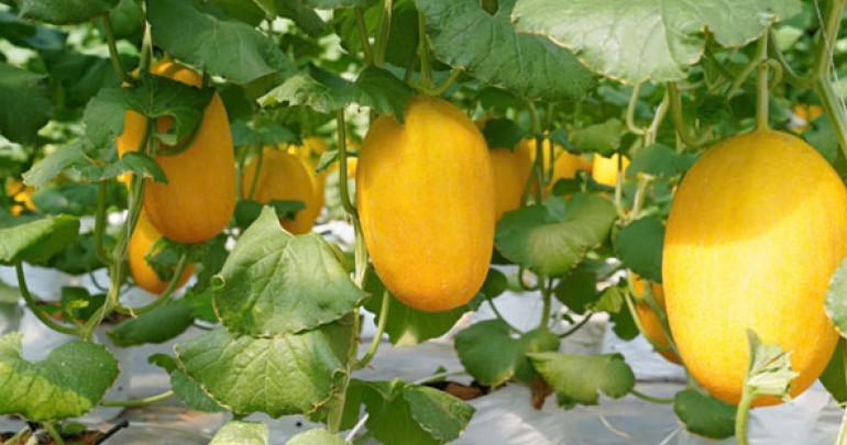 Mã Số Vùng Trồng, Những điều cần biết