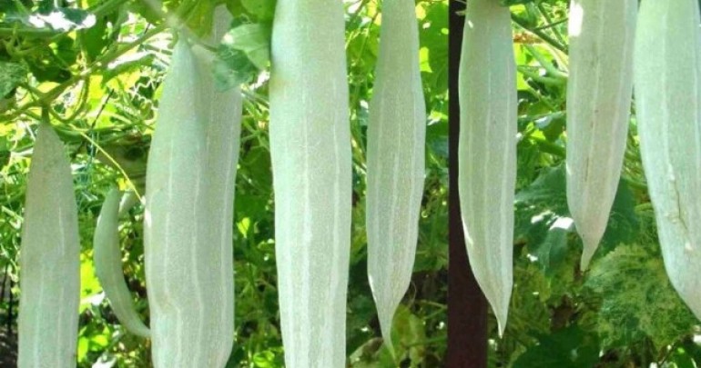 Quy Trình Sản Xuất Mướp Ta (Mướp Ngọt)
