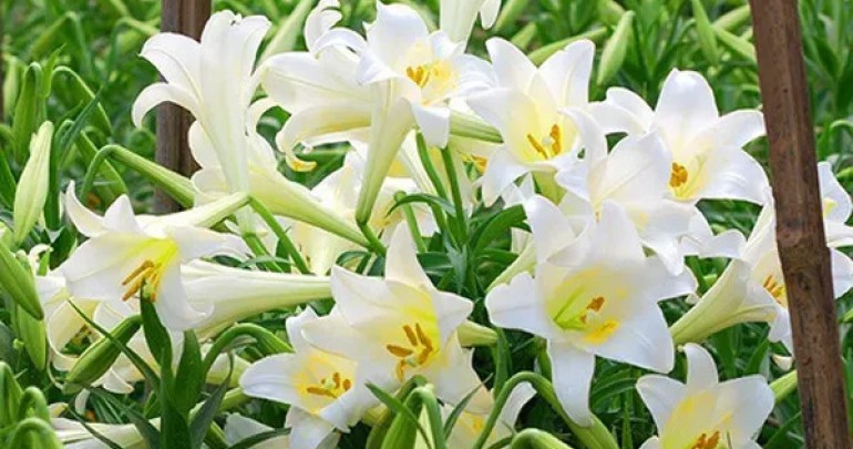Quy Trình Sản Xuất Hoa Loa Kèn