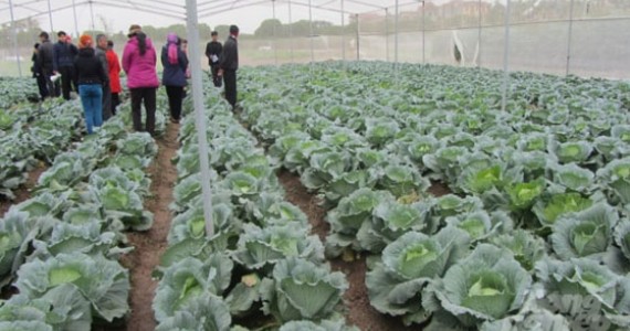 Mã Số Vùng Trồng, Những điều cần biết of chicken meat 1