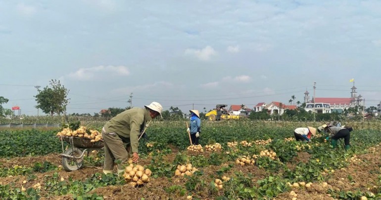 Đánh Thức Thương Hiệu Củ Đậu Kim Thành