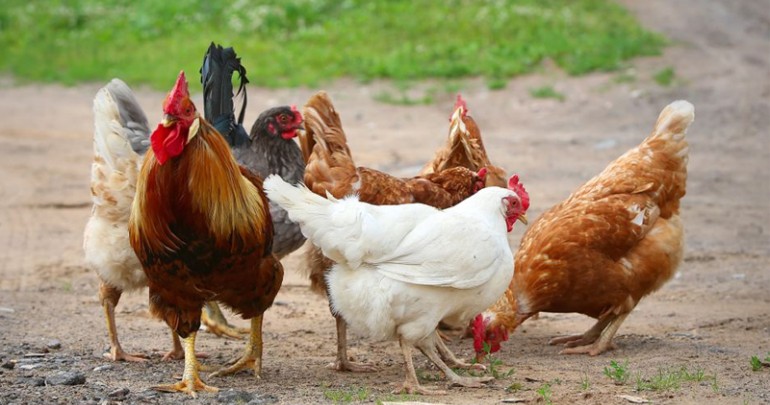 Quy Trình Chăn Nuôi Gà Theo Tiêu Chuẩn Vietgahp