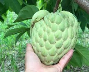 8-na-bo-lien-khe-2.jpg