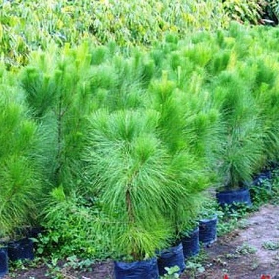 Thông Nhựa – Pinus Merkusii