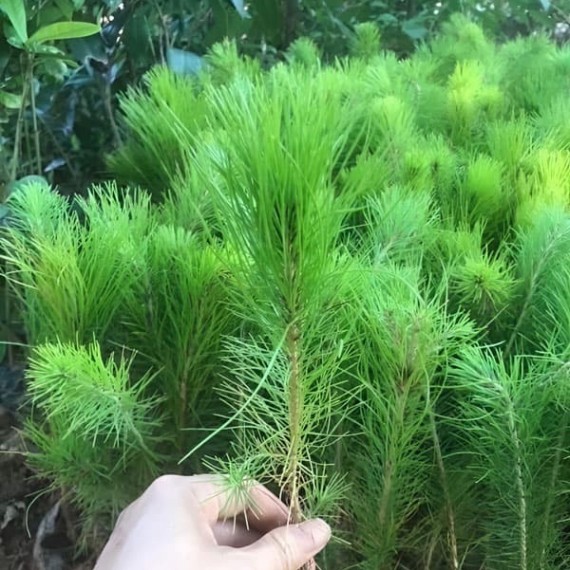 Thông Mã Vĩ – Pinus Massoniana