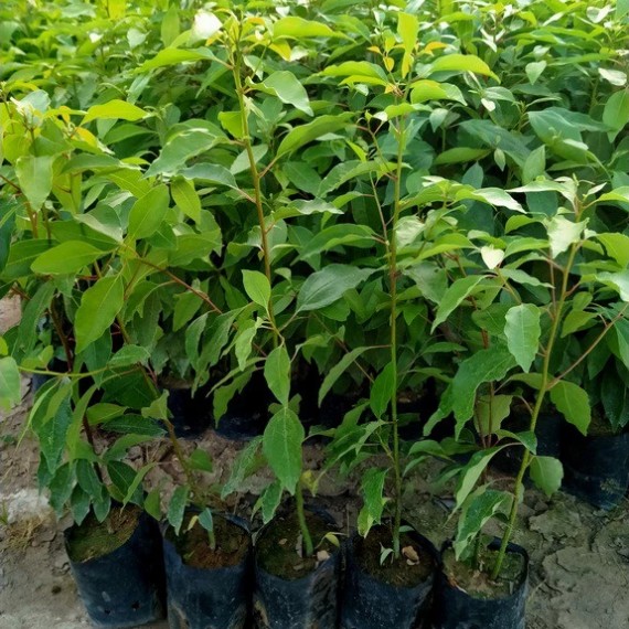 Long Não-Cinnamomum Camphora