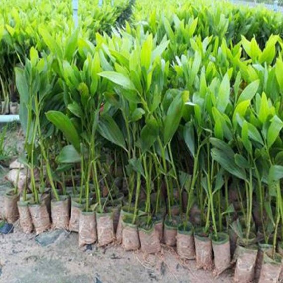 Keo Tai Tượng-Acacia Mangium