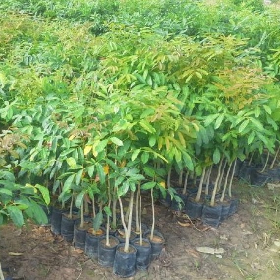 Xà Cừ-Khaya Senegalensis