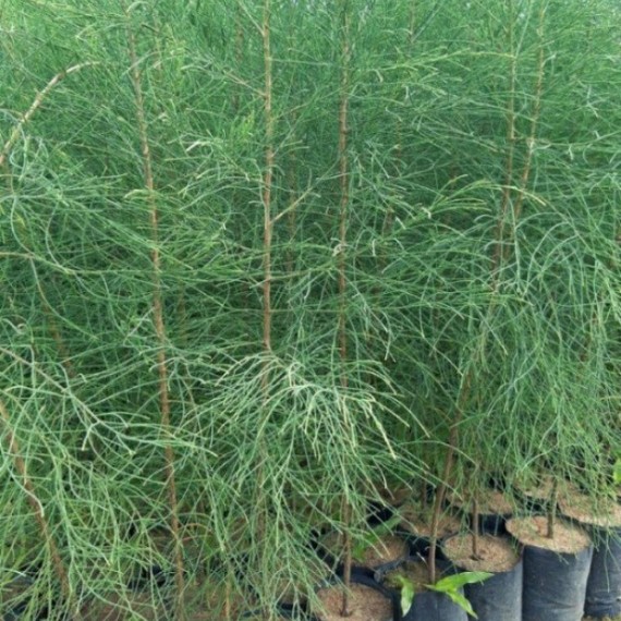 Phi Lao-Casuarina Equisetifolia