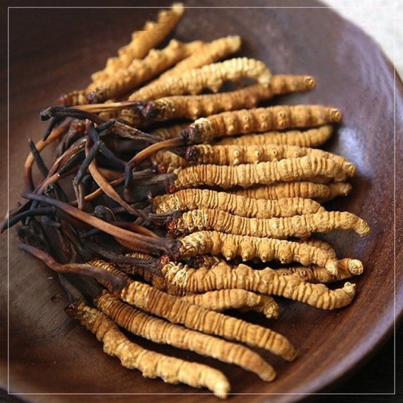 Nấm Đông Trùng Hạ Thảo