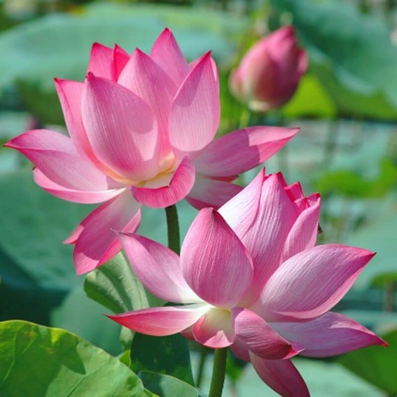 Hoa Sen