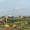 Đánh Thức Thương Hiệu Củ Đậu Kim Thành